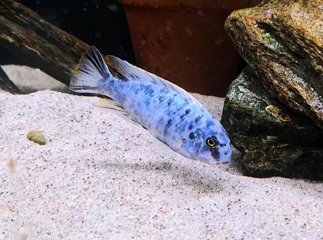 Labeotropheus fuelleborni 'Nkanda'